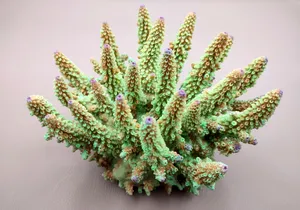 Vibrant Staghorn Coral Specimen Wallpaper