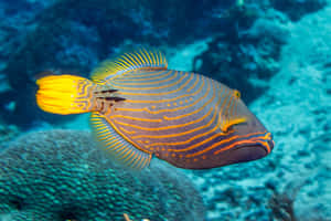 Vibrant Striped Triggerfish Swimming Wallpaper