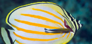 Vibrant Striped Wrasse Underwater.jpg Wallpaper