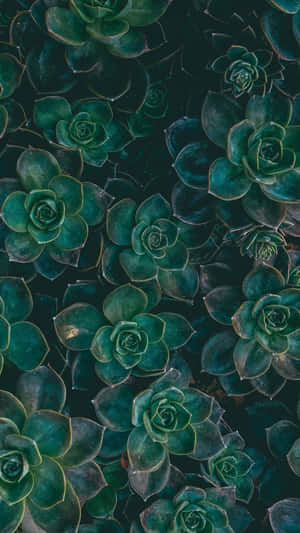 Vibrant Succulent Aesthetic For Iphone Wallpaper