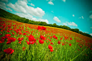 Vibrant Summer Flower Field Wallpaper