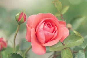 Vibrant Summer Flowers Bloom Wallpaper