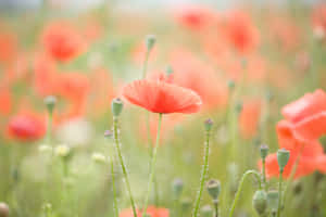 Vibrant Summer Flowers Blooming In A Field Wallpaper