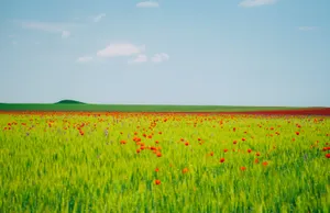 Vibrant Summer Flowers Blooming In A Lush Garden Wallpaper