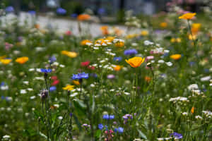 Vibrant Summer Flowers In Full Bloom Wallpaper