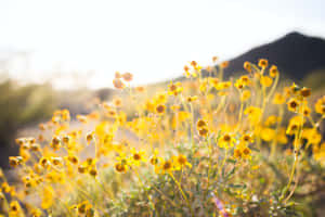 Vibrant Summer Flowers In Full Bloom Wallpaper