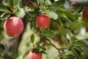 Vibrant Summer Fruit Feast Wallpaper