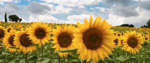 Vibrant_ Sunflower_ Field_ Panorama.jpg Wallpaper