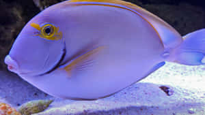 Vibrant Surgeonfish Aquatic Life Wallpaper