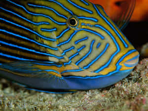 Vibrant Surgeonfish Closeup Wallpaper