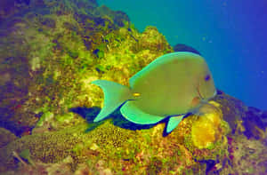 Vibrant Surgeonfish Swimming In Coral Reef Wallpaper