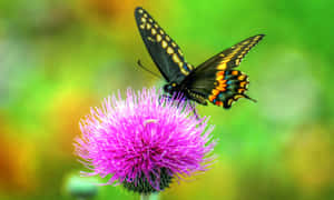 Vibrant_ Swallowtail_on_ Thistle.jpg Wallpaper