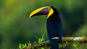 Vibrant_ Toucan_ Perched_4 K Wallpaper