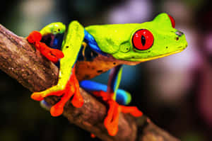 Vibrant Tree Frogon Branch Wallpaper