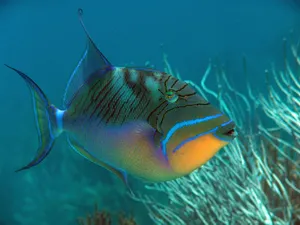 Vibrant Triggerfish Swimming Underwater.jpg Wallpaper