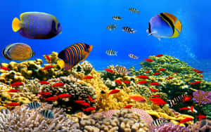 Vibrant_ Tropical_ Fish_and_ Coral_ Reef.jpg Wallpaper