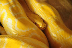Vibrant Tropical Yellow Snake Gracefully Resting On A Branch Wallpaper