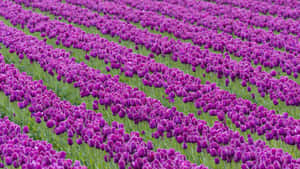 Vibrant Tulip Field At Sunset Wallpaper