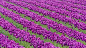 Vibrant Tulip Field At Sunset Wallpaper