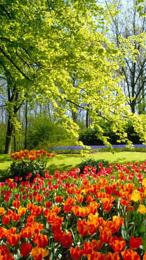 Vibrant Tulip Field Blooming In Spring Wallpaper