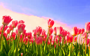 Vibrant Tulip Field Blooming In Spring Wallpaper