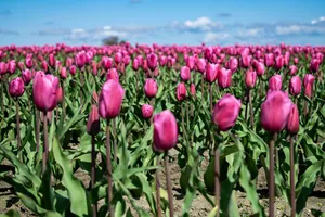 Vibrant Tulip Field In Full Bloom Wallpaper