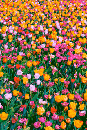 Vibrant Tulip Field In Full Bloom Wallpaper