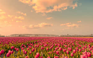 Vibrant Tulip Field In Full Bloom Wallpaper