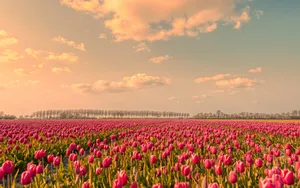 Vibrant Tulip Field In Full Bloom Wallpaper