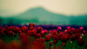 Vibrant Tulip Field In Full Bloom Wallpaper