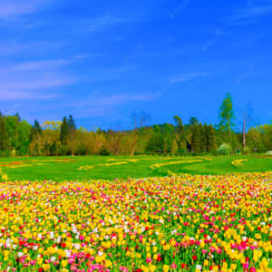 Vibrant Tulip Field In Full Bloom Wallpaper