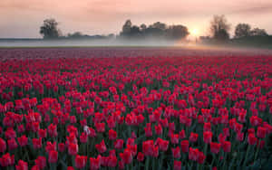 Vibrant Tulip Field In Full Bloom Wallpaper