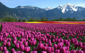 Vibrant_ Tulip_ Field_ Mountain_ Backdrop.jpg Wallpaper