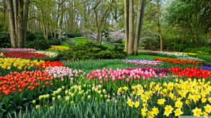 Vibrant Tulip Garden Springtime Wallpaper