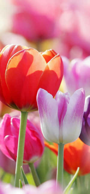 Vibrant Tulipsi Phone Wallpaper Wallpaper