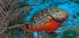 Vibrant Underwater Beauty: A Parrotfish In Motion Wallpaper