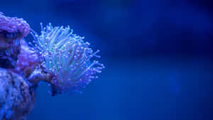 Vibrant Underwater Life Of A 4k Coral Reef Wallpaper