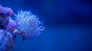 Vibrant Underwater Life Of A 4k Coral Reef Wallpaper