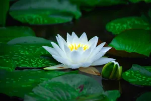 Vibrant Wetland Ecosystem Showcasing Diverse Plant Life Wallpaper