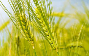 Vibrant Wheat Ears Closeup Wallpaper