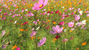 Vibrant Wildflowers Blooming In Picturesque Meadow Wallpaper