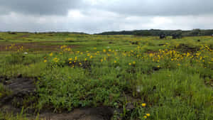 Vibrant Wildflowers In A Lush Meadow Wallpaper