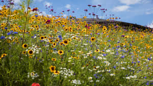 Vibrant Wildflowers In Lush Meadow Wallpaper