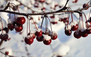 Vibrant Winter Berries On Snowy Branch Wallpaper