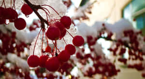 Vibrant Winter Berries On Snowy Branches Wallpaper