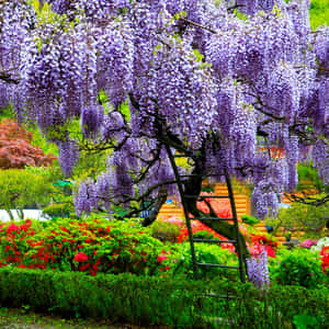 Vibrant Wisteria Garden Bloom Wallpaper