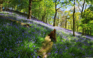 Vibrant Woodland Bluebells Wallpaper