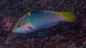 Vibrant Wrasse Fish In Lush Coral Habitat Wallpaper