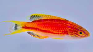 Vibrant Wrasse Species.jpg Wallpaper