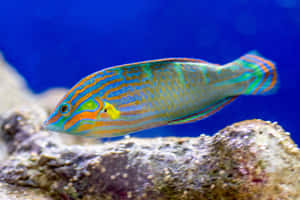 Vibrant Wrasse Swimming Aquarium Wallpaper